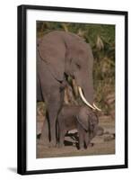 Elephant Mother Watching Baby-DLILLC-Framed Photographic Print