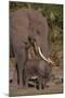 Elephant Mother Watching Baby-DLILLC-Mounted Photographic Print