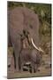 Elephant Mother Watching Baby-DLILLC-Mounted Photographic Print