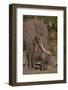 Elephant Mother Watching Baby-DLILLC-Framed Photographic Print