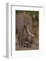 Elephant Mother Watching Baby-DLILLC-Framed Photographic Print