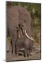 Elephant Mother Watching Baby-DLILLC-Mounted Photographic Print