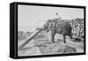 Elephant Moves Huge Logs for Indian Master and Stack Them in Piles-null-Framed Stretched Canvas