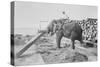 Elephant Moves Huge Logs for Indian Master and Stack Them in Piles-null-Stretched Canvas