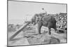 Elephant Moves Huge Logs for Indian Master and Stack Them in Piles-null-Mounted Art Print