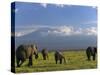 Elephant, Mt. Kilimanjaro, Masai Mara National Park, Kenya-Peter Adams-Stretched Canvas