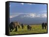 Elephant, Mt. Kilimanjaro, Masai Mara National Park, Kenya-Peter Adams-Framed Stretched Canvas