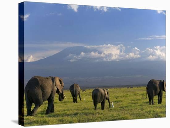 Elephant, Mt. Kilimanjaro, Masai Mara National Park, Kenya-Peter Adams-Stretched Canvas