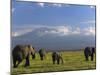 Elephant, Mt. Kilimanjaro, Masai Mara National Park, Kenya-Peter Adams-Mounted Photographic Print