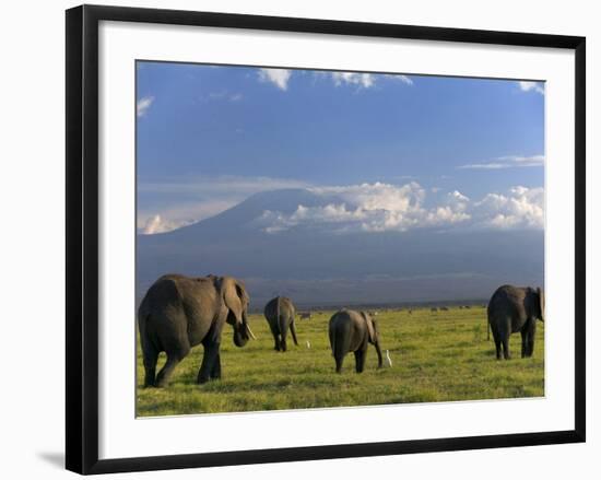 Elephant, Mt. Kilimanjaro, Masai Mara National Park, Kenya-Peter Adams-Framed Photographic Print