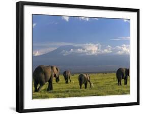 Elephant, Mt. Kilimanjaro, Masai Mara National Park, Kenya-Peter Adams-Framed Photographic Print