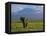 Elephant, Mt. Kilimanjaro, Masai Mara National Park, Kenya-Peter Adams-Framed Stretched Canvas