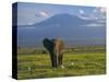 Elephant, Mt. Kilimanjaro, Masai Mara National Park, Kenya-Peter Adams-Stretched Canvas