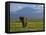 Elephant, Mt. Kilimanjaro, Masai Mara National Park, Kenya-Peter Adams-Framed Stretched Canvas