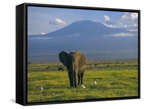 Elephant, Mt. Kilimanjaro, Masai Mara National Park, Kenya-Peter Adams-Framed Stretched Canvas