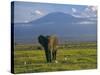 Elephant, Mt. Kilimanjaro, Masai Mara National Park, Kenya-Peter Adams-Stretched Canvas