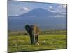 Elephant, Mt. Kilimanjaro, Masai Mara National Park, Kenya-Peter Adams-Mounted Premium Photographic Print