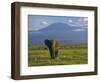 Elephant, Mt. Kilimanjaro, Masai Mara National Park, Kenya-Peter Adams-Framed Photographic Print