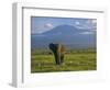 Elephant, Mt. Kilimanjaro, Masai Mara National Park, Kenya-Peter Adams-Framed Photographic Print