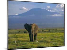 Elephant, Mt. Kilimanjaro, Masai Mara National Park, Kenya-Peter Adams-Mounted Photographic Print