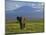 Elephant, Mt. Kilimanjaro, Masai Mara National Park, Kenya-Peter Adams-Mounted Photographic Print