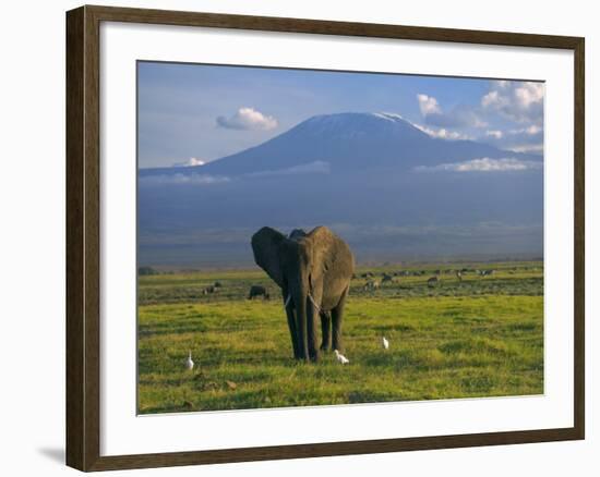 Elephant, Mt. Kilimanjaro, Masai Mara National Park, Kenya-Peter Adams-Framed Photographic Print