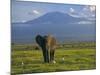 Elephant, Mt. Kilimanjaro, Masai Mara National Park, Kenya-Peter Adams-Mounted Photographic Print