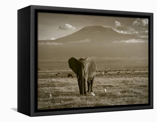 Elephant, Mt. Kilimanjaro, Masai Mara National Park, Kenya-Peter Adams-Framed Stretched Canvas