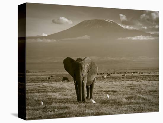 Elephant, Mt. Kilimanjaro, Masai Mara National Park, Kenya-Peter Adams-Stretched Canvas