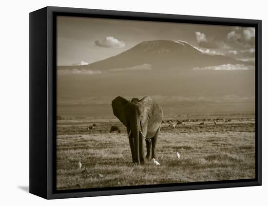 Elephant, Mt. Kilimanjaro, Masai Mara National Park, Kenya-Peter Adams-Framed Stretched Canvas