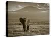 Elephant, Mt. Kilimanjaro, Masai Mara National Park, Kenya-Peter Adams-Stretched Canvas