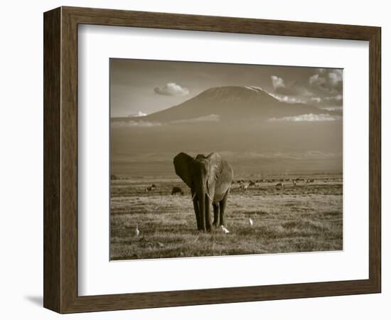 Elephant, Mt. Kilimanjaro, Masai Mara National Park, Kenya-Peter Adams-Framed Photographic Print