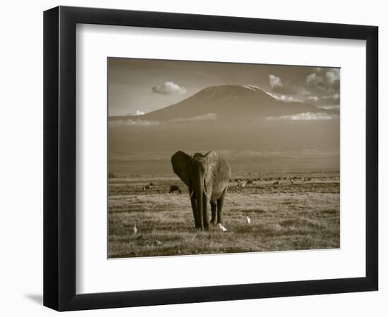 Elephant, Mt. Kilimanjaro, Masai Mara National Park, Kenya-Peter Adams-Framed Photographic Print