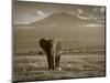 Elephant, Mt. Kilimanjaro, Masai Mara National Park, Kenya-Peter Adams-Mounted Photographic Print