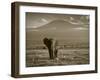 Elephant, Mt. Kilimanjaro, Masai Mara National Park, Kenya-Peter Adams-Framed Photographic Print