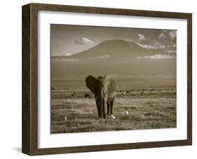 Elephant, Mt. Kilimanjaro, Masai Mara National Park, Kenya-Peter Adams-Framed Photographic Print