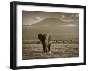 Elephant, Mt. Kilimanjaro, Masai Mara National Park, Kenya-Peter Adams-Framed Photographic Print