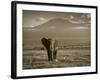 Elephant, Mt. Kilimanjaro, Masai Mara National Park, Kenya-Peter Adams-Framed Photographic Print