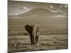 Elephant, Mt. Kilimanjaro, Masai Mara National Park, Kenya-Peter Adams-Mounted Photographic Print