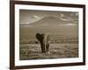 Elephant, Mt. Kilimanjaro, Masai Mara National Park, Kenya-Peter Adams-Framed Photographic Print