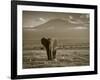 Elephant, Mt. Kilimanjaro, Masai Mara National Park, Kenya-Peter Adams-Framed Photographic Print