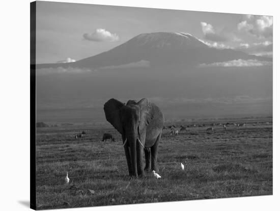 Elephant, Mt. Kilimanjaro, Masai Mara National Park, Kenya-Peter Adams-Stretched Canvas