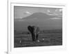 Elephant, Mt. Kilimanjaro, Masai Mara National Park, Kenya-Peter Adams-Framed Photographic Print