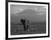 Elephant, Mt. Kilimanjaro, Masai Mara National Park, Kenya-Peter Adams-Framed Photographic Print