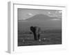 Elephant, Mt. Kilimanjaro, Masai Mara National Park, Kenya-Peter Adams-Framed Premium Photographic Print