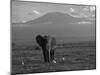 Elephant, Mt. Kilimanjaro, Masai Mara National Park, Kenya-Peter Adams-Mounted Premium Photographic Print