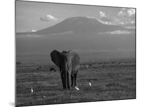 Elephant, Mt. Kilimanjaro, Masai Mara National Park, Kenya-Peter Adams-Mounted Photographic Print