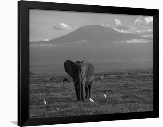 Elephant, Mt. Kilimanjaro, Masai Mara National Park, Kenya-Peter Adams-Framed Photographic Print