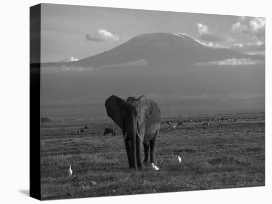 Elephant, Mt. Kilimanjaro, Masai Mara National Park, Kenya-Peter Adams-Stretched Canvas