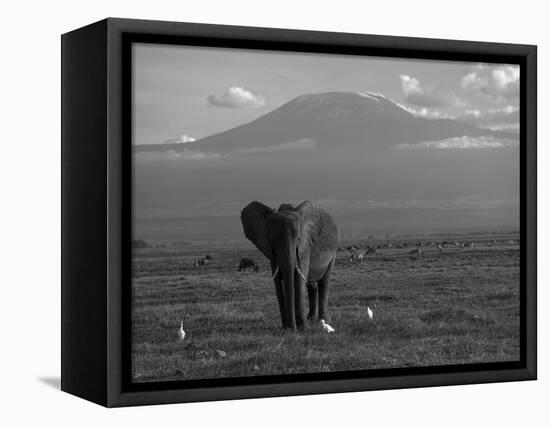 Elephant, Mt. Kilimanjaro, Masai Mara National Park, Kenya-Peter Adams-Framed Stretched Canvas